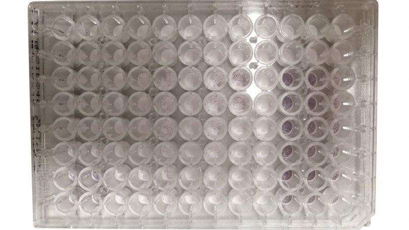 Exemple de d&eacute;termination de cellules s&eacute;cr&eacute;toires d&#39;interf&eacute;ron gamma (IFN-&gamma;) contre le virus SDRP par dosage immunoenzymatique (ELISPOT) &agrave; l&#39;aide d&#39;une plaque de 96 puits.
