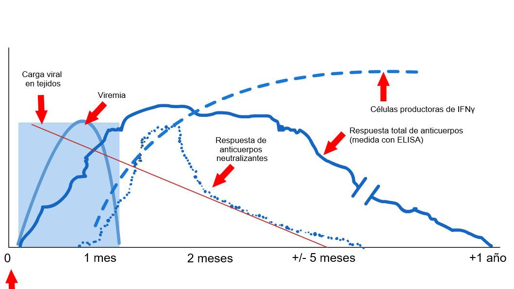 Figure 1: R&eacute;ponse du syst&egrave;me immunitaire d'un porc infect&eacute; par le virus SDRP (L&oacute;pez et Osorio, 2004).
