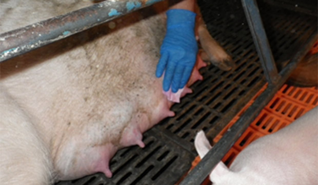 Photo 2. Pr&eacute;l&egrave;vement de la peau de la mamelle avec des lingettes pour d&eacute;tecter la grippe dans les &eacute;levages de truies.
