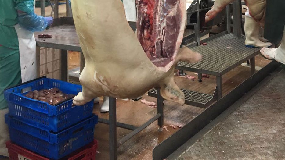 prix porcs march&eacute; porc breton
