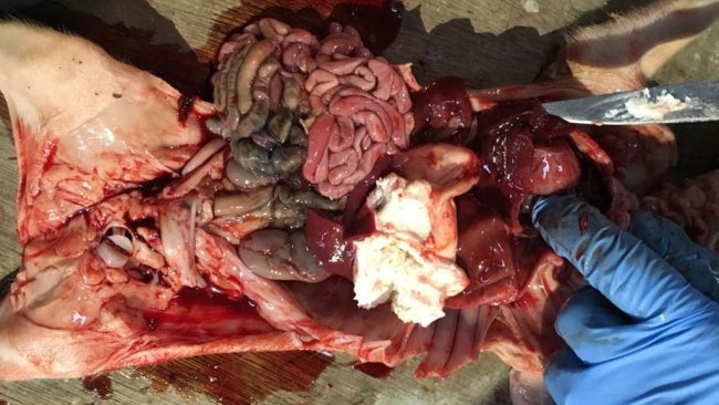 Figure 2. Porcelet de quatre jours avec hémopéritoine et hémothorax avec estomac plein.