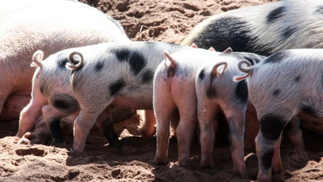 Porcs en Chine