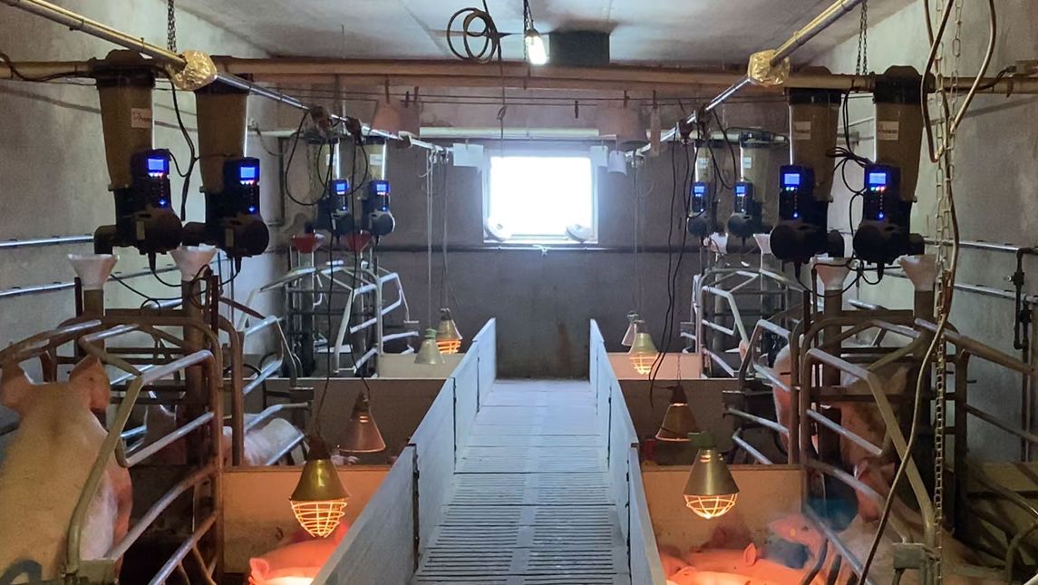 Image 1. Mangeoires &eacute;lectroniques&nbsp;install&eacute;es en maternit&eacute; dans un &eacute;levage commercial
