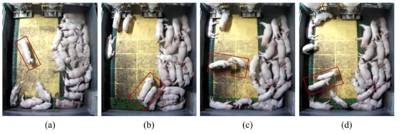 Figure 1: Analyse d'images pour d&eacute;tecter les comportements chez les porcs: (a) Normal: marchant seul; (b) Normal: marchant ensemble (c) Agression: bagarre t&ecirc;te &agrave; t&ecirc;te et (d) Agression: pers&eacute;cution. Source: Lee et al. 2016.
