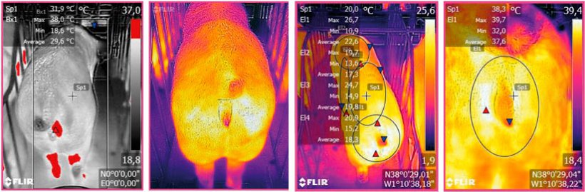 Figure 3: Image thermographique prise &agrave; l&#39;aide d&#39;un appareil FLIR connect&eacute; &agrave; un smartphone. Source: Ramis el al. 2017
