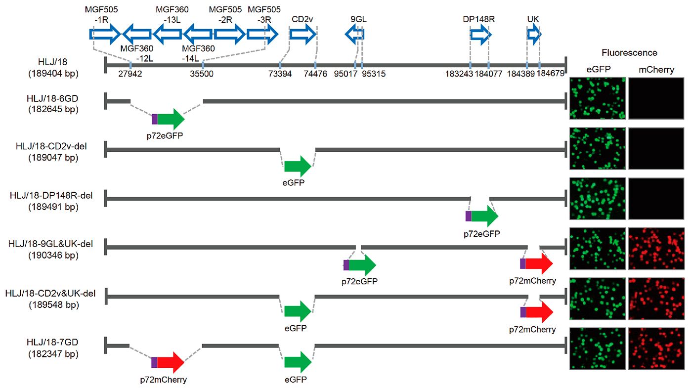 Figure 1. G&eacute;n&eacute;ration et &eacute;valuation de la virulence de diff&eacute;rents virus de la peste porcine africaine avec des g&egrave;nes d&eacute;l&eacute;t&eacute;s. Repr&eacute;sentation sch&eacute;matique des g&egrave;nes et des r&eacute;gions supprim&eacute;s dans chaque virus PPA avec des g&egrave;nes d&eacute;l&eacute;t&eacute;s. Les segments des g&egrave;nes supprim&eacute;s ont &eacute;t&eacute; remplac&eacute;s par les g&egrave;nes marqueurs p72eGFP, eGFP ou p72mCherry. &Agrave; droite du sch&eacute;ma sont repr&eacute;sent&eacute;s les macrophages alv&eacute;olaires porcins primaires infect&eacute;s par le virus qui expriment une fluorescence diff&eacute;rente. Les positions des nucl&eacute;otides qui indiquent les limites de d&eacute;l&eacute;tion par rapport au g&eacute;nome du virus de la PPA HLJ / 18 sont sp&eacute;cifi&eacute;es.
