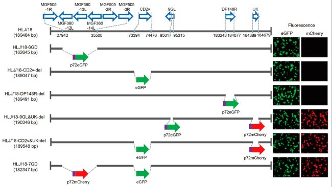 Figure 1. Génération et évaluation de la virulence de différents virus de la peste porcine africaine avec des gènes délétés. Représentation schématique des gènes et des régions supprimés dans chaque virus PPA avec des gènes délétés. Les segments des gènes supprimés ont été remplacés par les gènes marqueurs p72eGFP, eGFP ou p72mCherry. À droite du schéma sont représentés les macrophages alvéolaires porcins primaires infectés par le virus qui expriment une fluorescence différente. Les positions des nucléotides qui indiquent les limites de délétion par rapport au génome du virus de la PPA HLJ / 18 sont spécifiées.