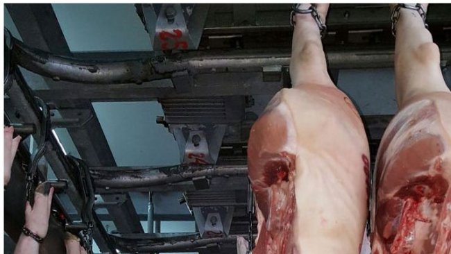 viande porc