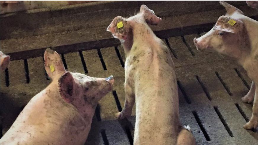 Photo 2: Porc amaigri dans la zone d'engraissement.
