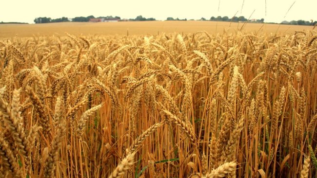 marchés céréaliers