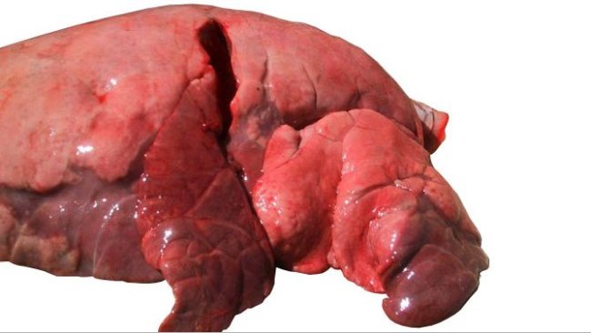 Figure 4: Lobes crâniaux et médians affectés par une pneumonie broncho-interstitielle causée par le SIV.