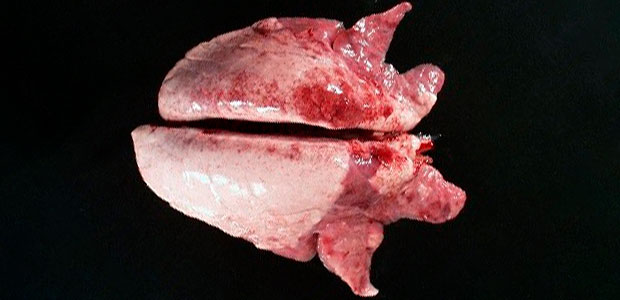 Photo 2. La consolidation cranio-ventrale du poumon peut &ecirc;tre observ&eacute;e dans les cas de Mycoplasma hyopneumoniae.
