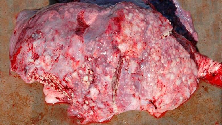 Figure 5 : Pneumonie embolique caus&eacute;e par T. pyogenes.
