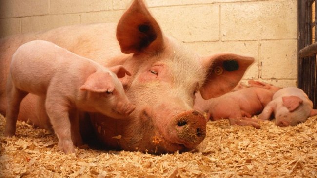 santé animal