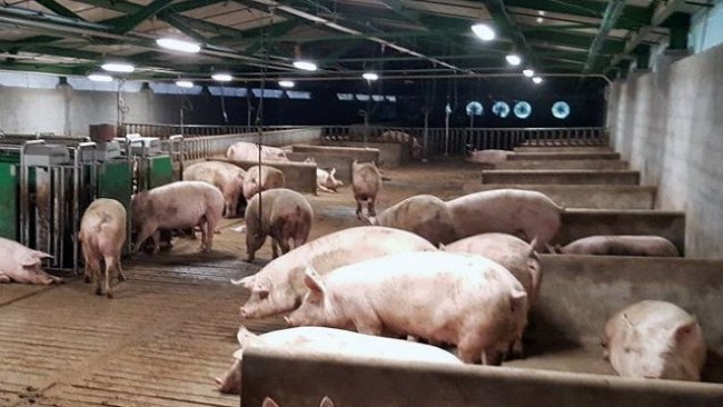 exploitation porcine