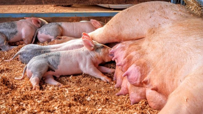 Production porcine
