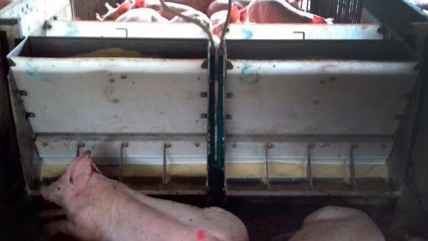 Photo 1. Porcs &agrave; la mangeoire
