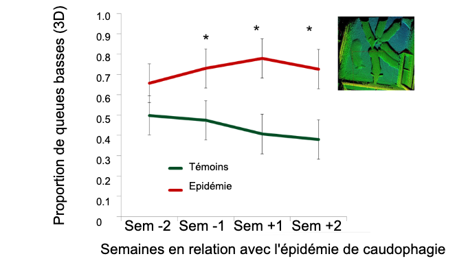 Figure 2. Proportion de queues basses par rapport à l'apparition de l'épidémie de caudophagie