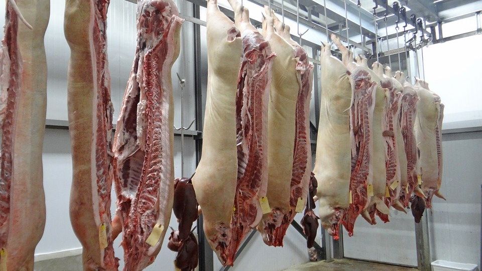 prix porcs
