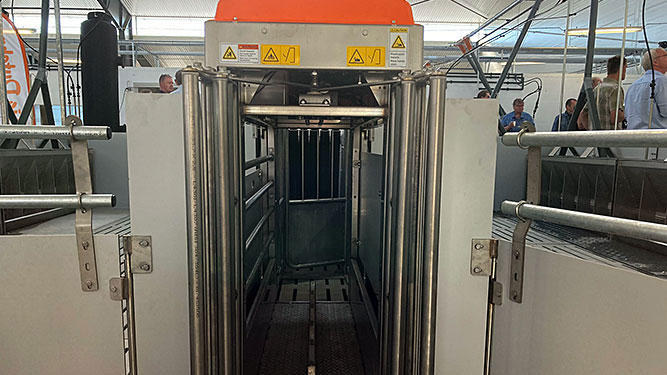 La puerta de entrada de TriSort est&aacute; abierta cuando la b&aacute;scula est&aacute; vac&iacute;a. Cuando un cerdo entra, la puerta se cierra autom&aacute;ticamente a consecuencia del cambio de peso en la b&aacute;scula y comienza el proceso de pesaje de tres segundos de duraci&oacute;n. Despu&eacute;s, se abre la puerta autom&aacute;ticamente.
