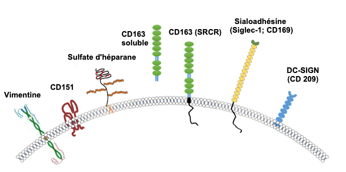 Image 2. Illustration des r&eacute;cepteurs g&eacute;n&eacute;ralement consid&eacute;r&eacute;s pour le SDRPv. Source: Zhang, Q., Yoo, D. (2015)
