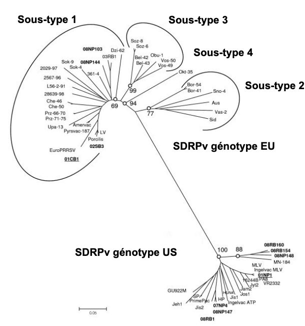 Image 1. Relation phylog&eacute;n&eacute;tique du virus SDRP, s&eacute;quences ORF 5 qui illustrent la diff&eacute;rence g&eacute;n&eacute;tique entre le SDRPv de type 1 (g&eacute;notype UE) et le SDRPv de type 2 (g&eacute;notype am&eacute;ricain). Source: Amonsin, A., Kedkovid, R., Puranaveja, S. et al. (2009)
