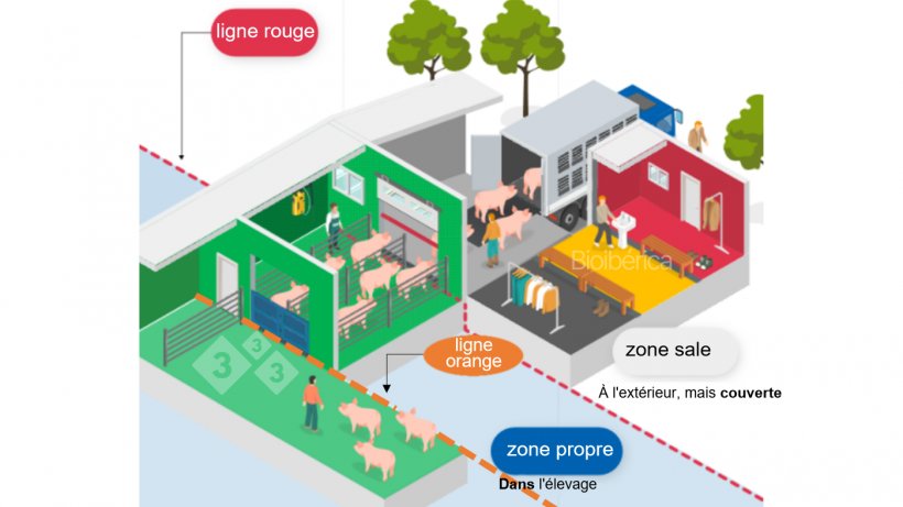 Image 1. Chargeur con&ccedil;u pour charger des porcs dans un camion. Une double ligne de s&eacute;paration (ligne discontinue rouge et orange) a &eacute;t&eacute; cr&eacute;&eacute;e entre les zones propres et sales pour am&eacute;liorer la bios&eacute;curit&eacute; de ce processus. Image avec l&#39;autorisation de Bioiberica.
