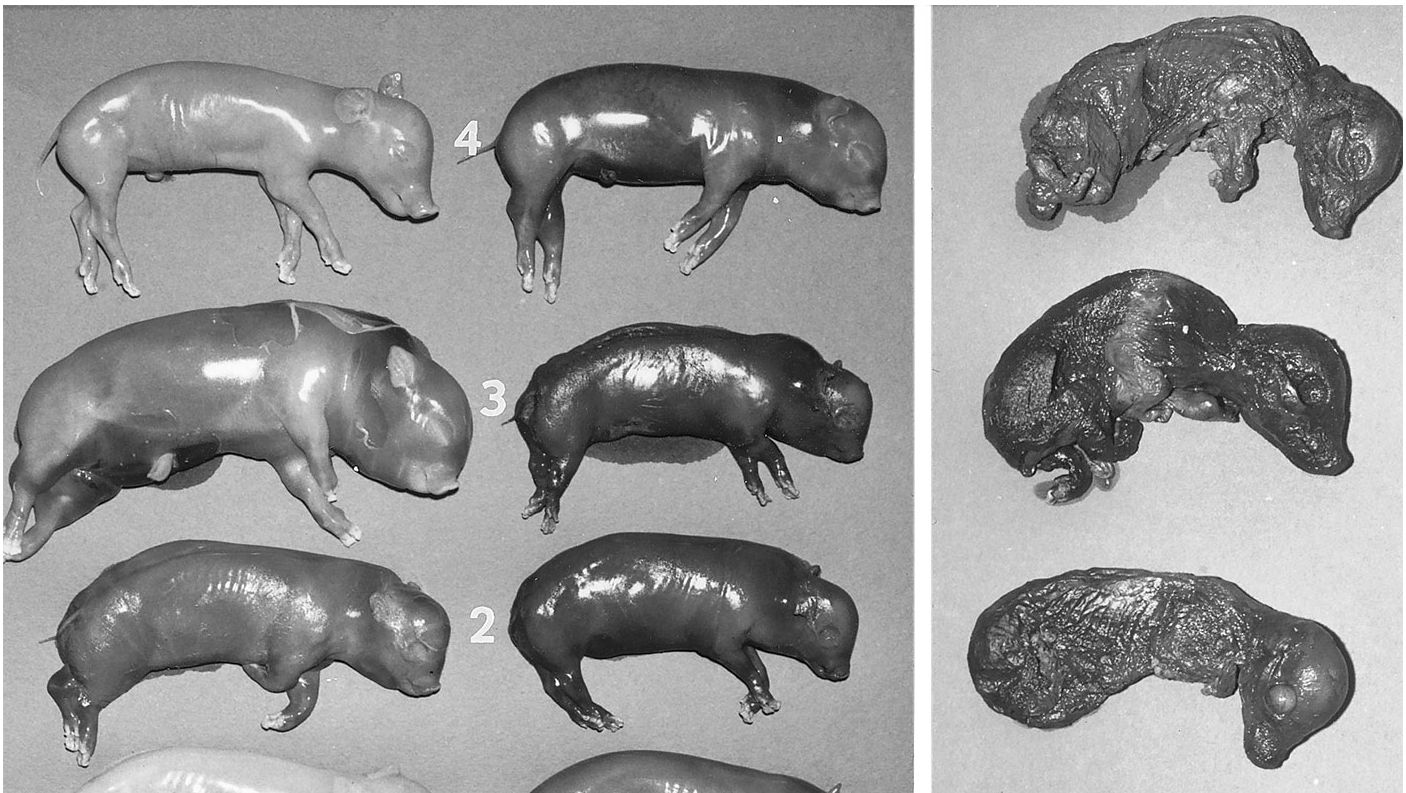 Photo de W. L. Mengeling
