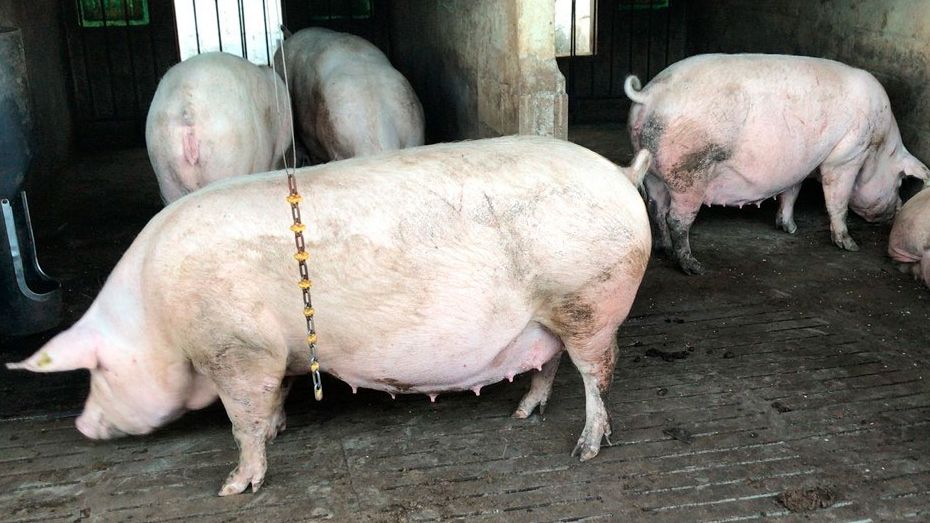 La Diarrhée chez les cochons d'Inde, Cabinet Vétérinaire, AnimalSanté
