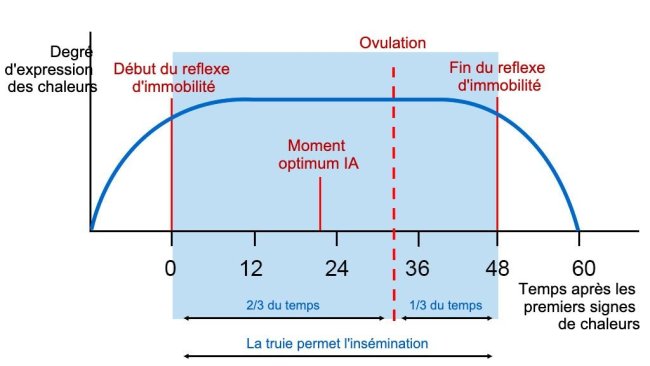 Figure 1 : Représentation graphique du réflexe d'immobilité, de l'ovulation et du moment optimal de l'IA chez une truie avec un œstrus de 60h. Source Carles Casanovas.