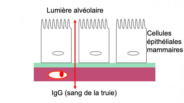 Figure&nbsp;2. Illustration sch&eacute;matique des jonctions serr&eacute;es de la mamelles pendant la phase de colostrum
