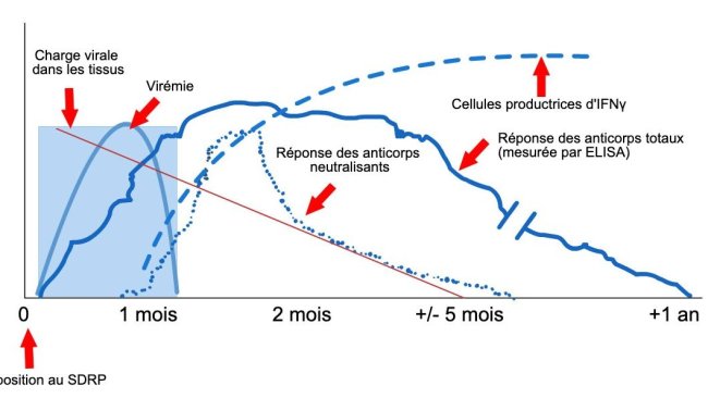 Schéma de détection du virus et des anticorps après exposition au SDRP : le graphique montre les changements de concentration (axe Y) au fil du temps (axe X) des différents analytes utilisés dans les tests. Après exposition au virus du SDRP, le virus apparaît dans le sang (virémie) qui dure généralement entre 2 et 4 semaines, selon l'âge et le statut immunitaire du porc. La séroconversion (détection des anticorps) survient généralement 7 à 10 jours après l'exposition et dure plusieurs mois avant de devenir séronégative. Les anticorps neutralisants apparaissent entre 4 et 6 semaines après l'exposition (López et Osorio, 2004).