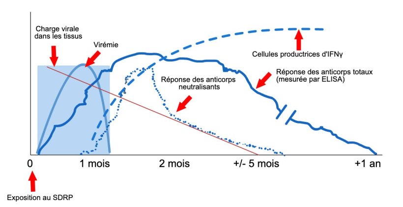 Sch&eacute;ma de d&eacute;tection du virus et des anticorps apr&egrave;s exposition au SDRP : le graphique montre les changements de concentration (axe Y) au fil du temps (axe X) des diff&eacute;rents analytes utilis&eacute;s dans les tests. Apr&egrave;s exposition au virus du SDRP, le virus appara&icirc;t dans le sang (vir&eacute;mie) qui dure g&eacute;n&eacute;ralement entre 2 et 4 semaines, selon l'&acirc;ge et le statut immunitaire du porc. La s&eacute;roconversion (d&eacute;tection des anticorps) survient g&eacute;n&eacute;ralement 7 &agrave; 10 jours apr&egrave;s l'exposition et dure plusieurs mois avant de devenir s&eacute;ron&eacute;gative. Les anticorps neutralisants apparaissent entre 4 et 6 semaines apr&egrave;s l'exposition (L&oacute;pez et Osorio, 2004).
