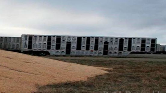 Image 2. Proximit&eacute; des v&eacute;hicules de transport contamin&eacute;s et du stockage du ma&iuml;s &agrave; l'ext&eacute;rieur. Avec l'aimable autorisation du Dr Doug McDougald.

