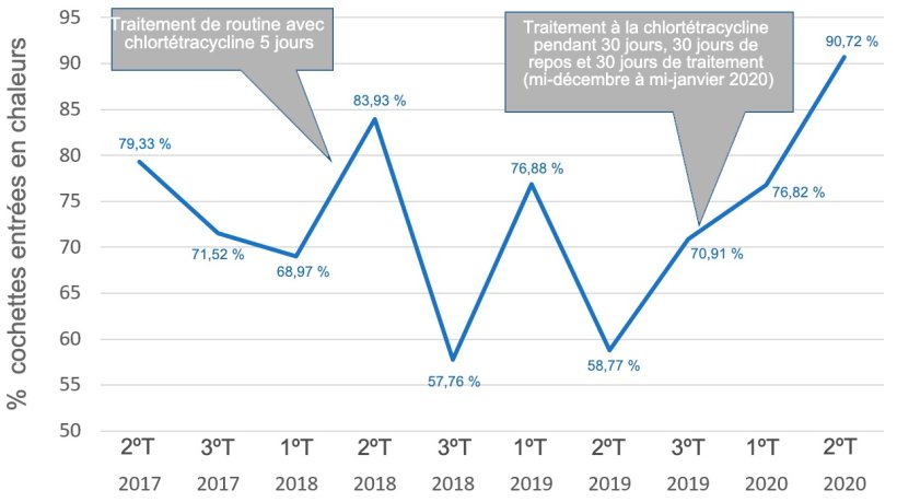 Graphique 1. Evolution du pourcentage de cochettes présentant des signes de chaleurs.