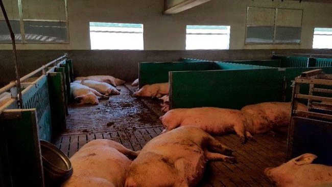 Image 1. Il est important de répondre nutritionnellement aux besoins nutritionnels élevés des truies hyperprolifiques en fin de gestation pour réduire les problèmes néonatals en période post-partum.