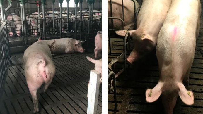 Photo 1. Mouvement des truies &agrave; 35 jours de gestation.
