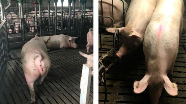 Photo 1. Mouvement des truies à 35 jours de gestation.