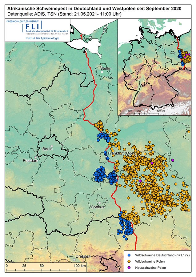 Peste porcine africaine en Allemagne et dans l&#39;ouest de la Pologne depuis septembre 2020. Source : ADIS, TSN (&agrave; partir du 21 mai 2021).
