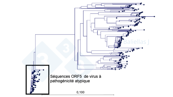Figure 1 : Arbre phylog&eacute;n&eacute;tique avec l'historique des s&eacute;quences ORF5 d&eacute;tect&eacute;es dans une r&eacute;gion sur une p&eacute;riode de 4 ans.
