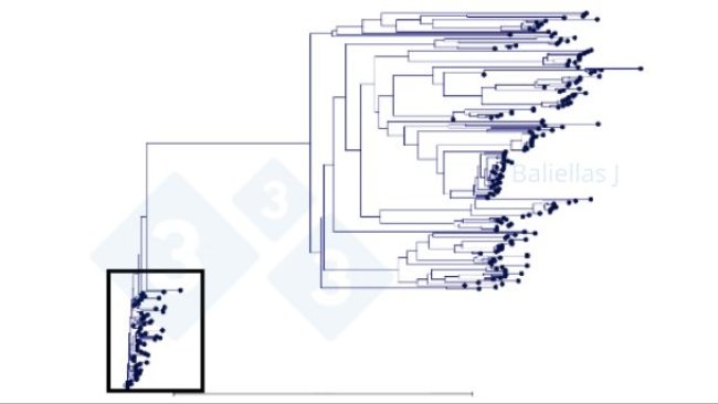 Figure 1 : Arbre phylogénétique avec l'historique des séquences ORF5 détectées dans une région sur une période de 4 ans.