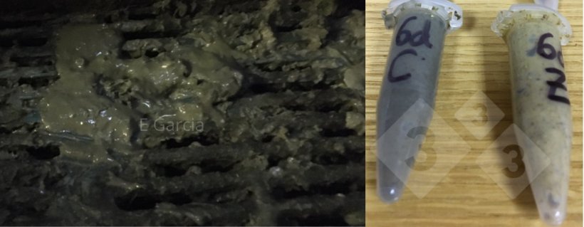 Figure 2. Lorsque vous retirez l'aliment m&eacute;dicamenteux, y compris le ZnO, vous remarquerez que les selles sont plus fonc&eacute;es et plus molles. Il durera une semaine apr&egrave;s le sevrage. Cependant, s'il n'y a pas de germes, cela passera et les porcelets rattraperont leur retard. Les tubes montrent des mati&egrave;res f&eacute;cales au sein d'un m&ecirc;me &eacute;levage avec (Z) et sans ZnO (C) 6 jours apr&egrave;s le sevrage.
