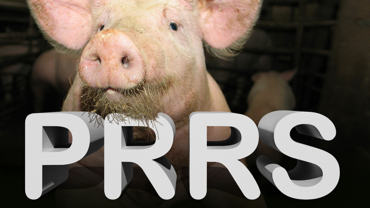 Utilisation de fluides du traitement pour le diagnostic du SDRP - Articles  - 3trois3, Le site de la filière porc