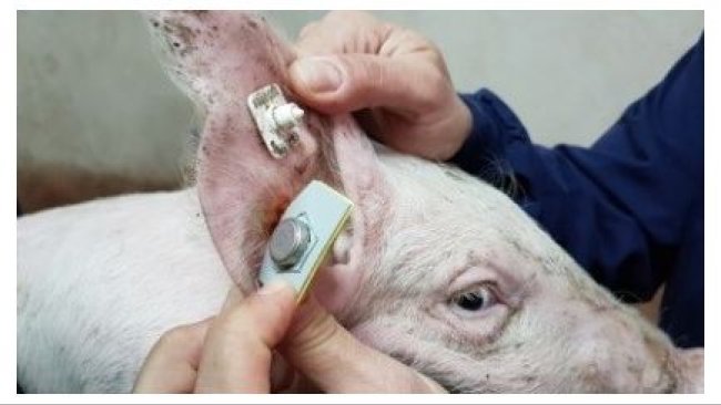 Capteur pour l'enregistrement continu de la température (Requejo et al. 2018)