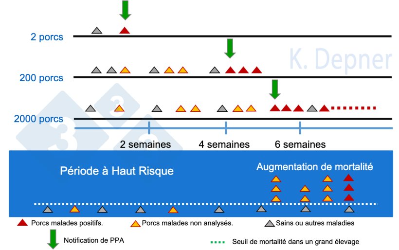 Figure 1. P&eacute;riode &agrave; haut risque et taille de l'&eacute;levage. Dans les petits, il est g&eacute;n&eacute;ralement plus facile de d&eacute;tecter pr&eacute;cocement la PPA en raison du petit nombre d'animaux, tandis que dans les grands, les premiers animaux malades ou morts peuvent passer inaper&ccedil;us.

