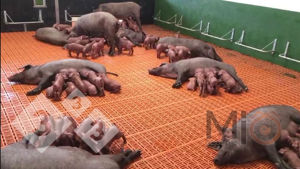 Figure 2. Un exemple d'enclos de lactation de groupe o&ugrave; les truies et les porcelets peuvent se m&eacute;langer et interagir. Source : mio1898.com
