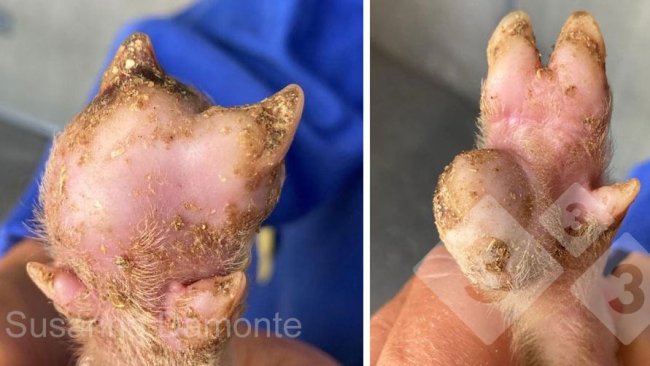 Figure 2. Lésion plantaire chez un porcelet de 15 jours.