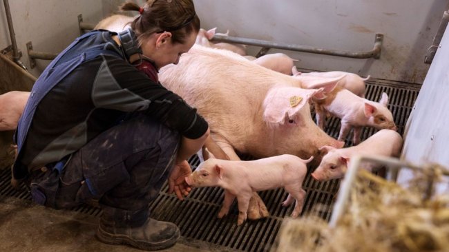 © SEGES Danish Pig Research Centre
