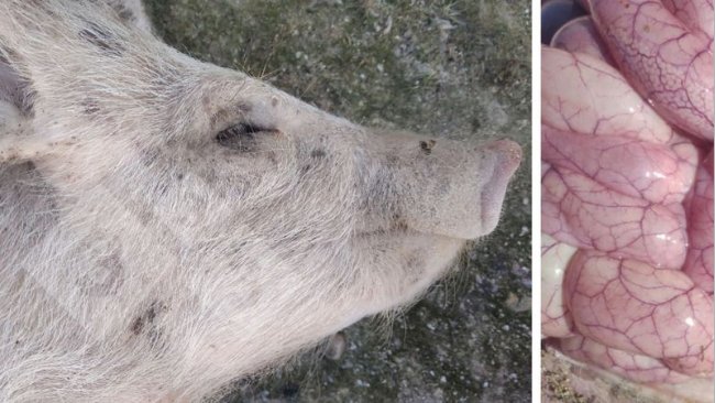 Photos 3 et 4 : Aspect de l'intestin d'un porcelet atteint de colibacillose.