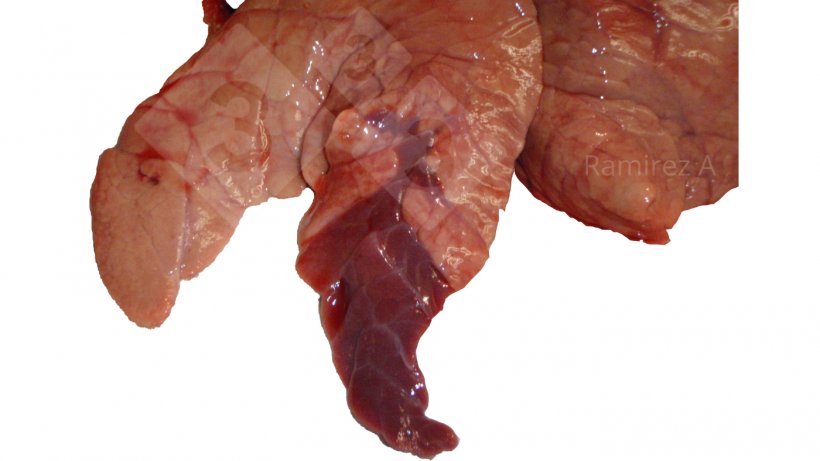 Figure 1. Image montrant la consolidation cranioventrale classique associ&eacute;e &agrave; Mycoplasma hyopneumoniae (non pathognomonique) et &agrave; de nombreuses autres infections bact&eacute;riennes, ainsi qu&#39;&agrave; certaines infections par le virus de la grippe A.
